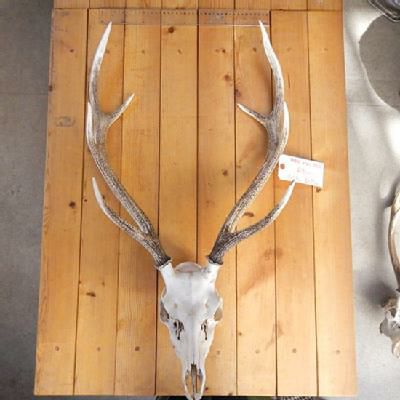 鹿の角と頭骨 9ae219617594b49ec6133b18ba5b91