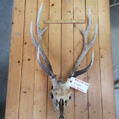 鹿角 頭骨付 | 遠山ジビエとジンギスカン／肉の鈴木屋