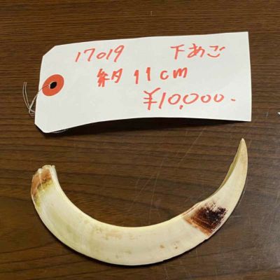 鹿の角　猪の牙 骨・鹿角・猪牙 | 遠山ジビエとジンギスカン／肉の鈴木屋